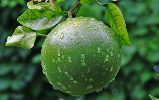 橙色的雨滴 佛羅里達種植園里的熱帶奇跡